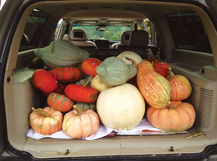 Happy customer with load of pumpkins
