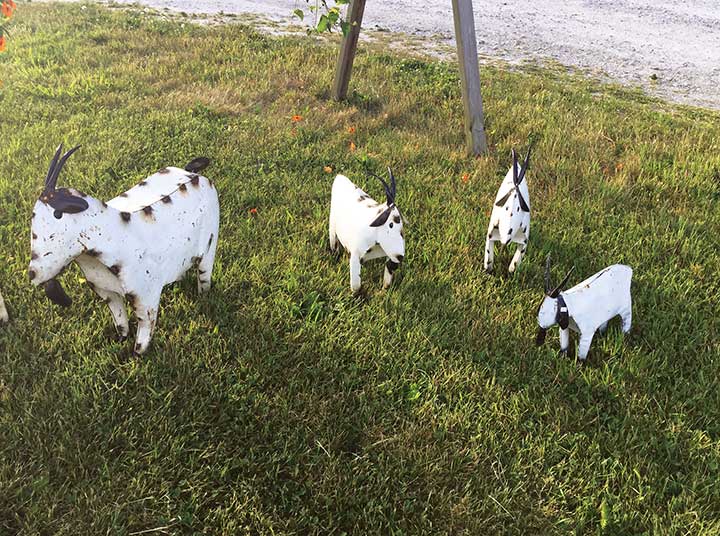 A flock of roosters