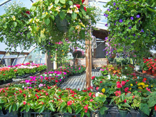 Interior of greenhouses
