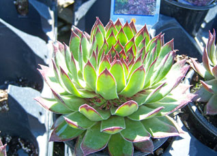 Traditional Hen and Chick plant