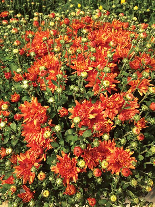 orange mums