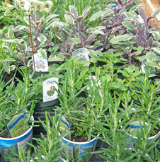 Fresh garden herbs