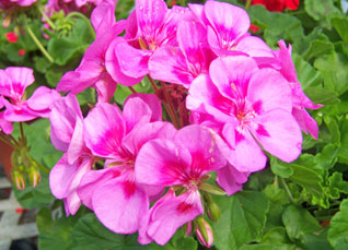 Pink Geranium